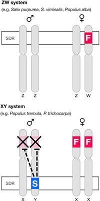 Default Sex and Single Gene Sex Determination in Dioecious Plants